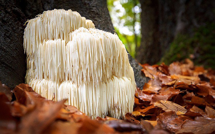 The Benefits of Lion's Mane Mushroom