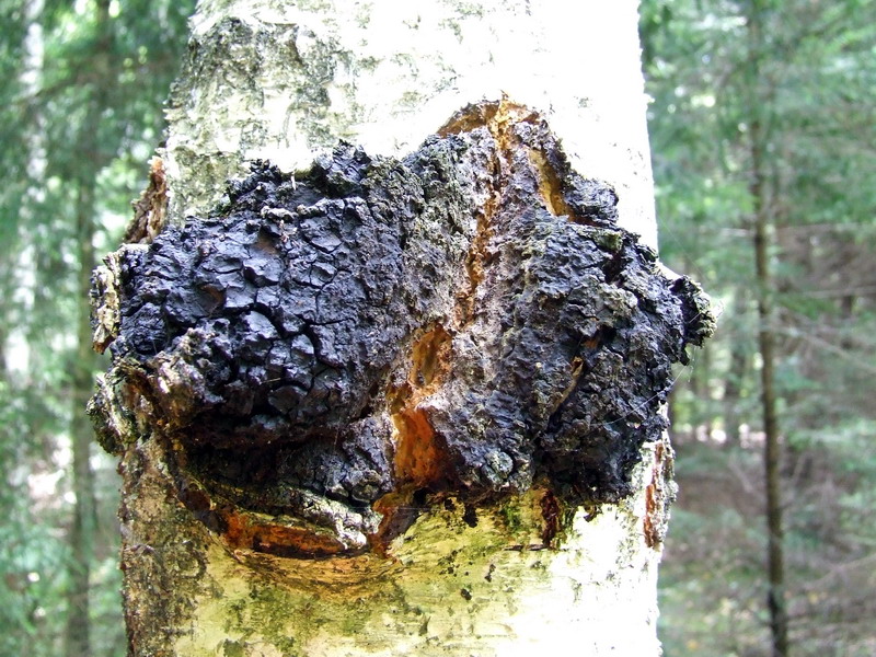 Organic Chaga Mushroom Tincture